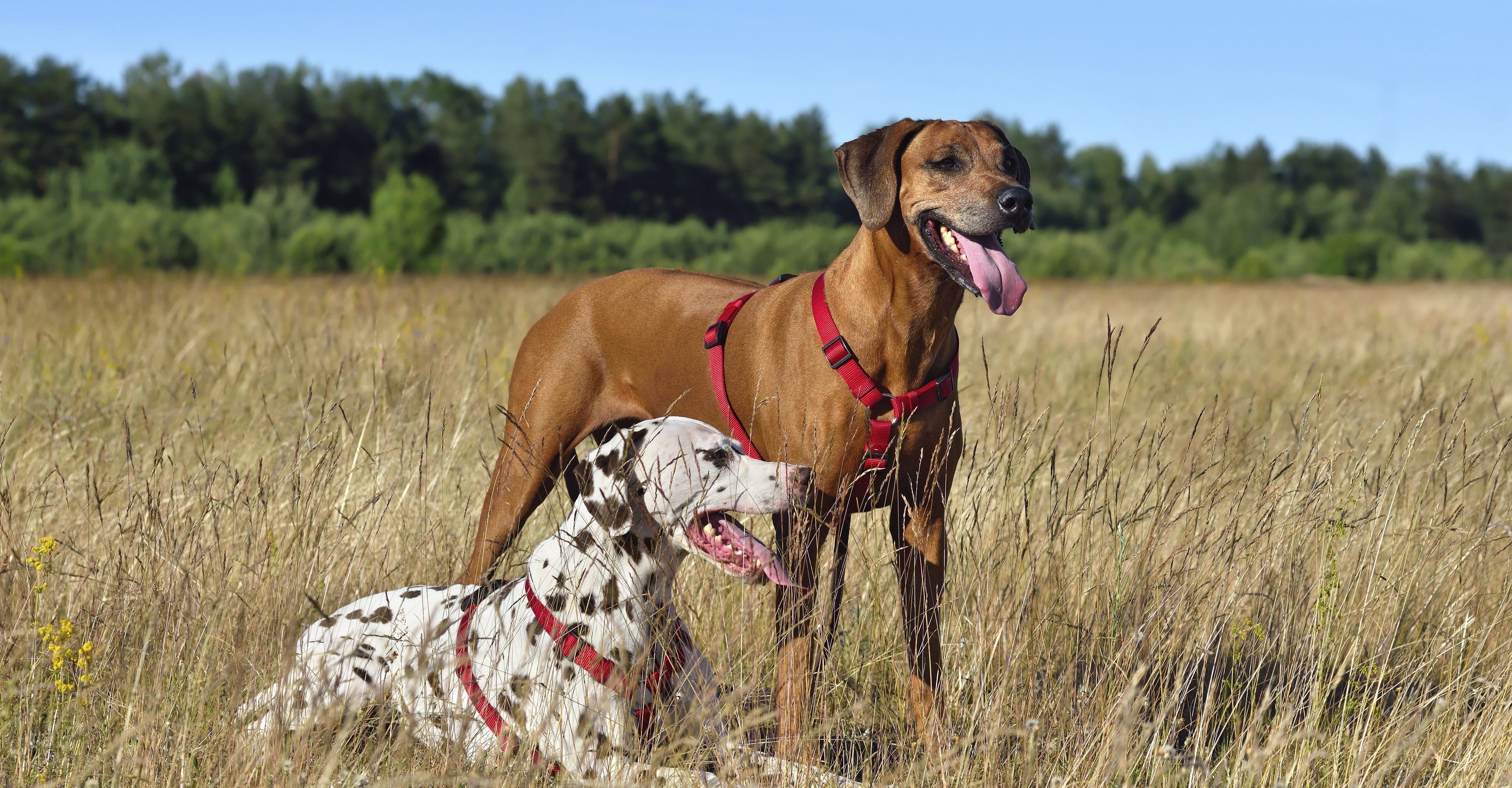 Health Benefits of Green-Lipped Mussel Oil for Dogs - TURNER New Zealand
