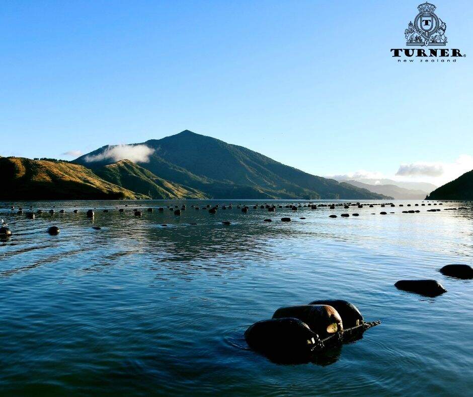 How Are Green-Lipped Mussels Harvested And Their Oil Extracted? - TURNER New Zealand