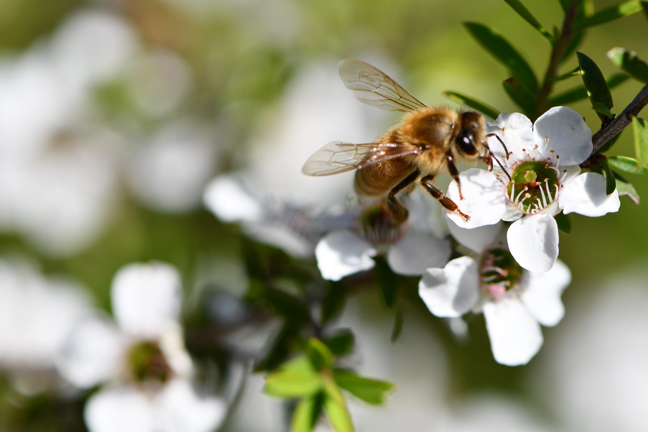 Top 3 Things You Should Know About Certified TURNER New Zealand Manuka Honey UAF1000+ - TURNER New Zealand