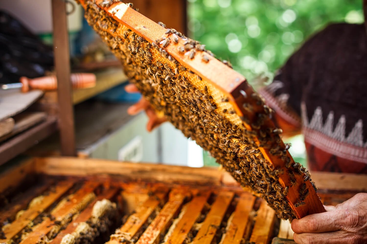 Potential of Manuka Honey- As Anti-Inflammatory, Anti-Aging and Immunity Booster - TURNER New Zealand