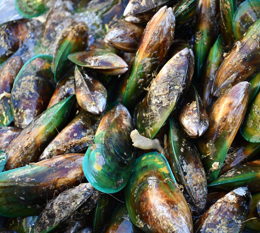 TURNER Green-Lipped Mussel Oil: The Logical Choice for Omega-3s - TURNER New Zealand